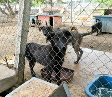RINGO, Hund, Mischlingshund in Bulgarien - Bild 9