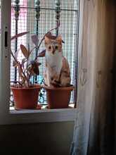 CHARI, Katze, Hauskatze in Spanien - Bild 14