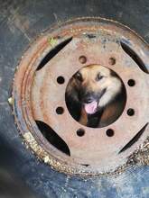 TEDDY, Hund, Mischlingshund in Rumänien - Bild 10