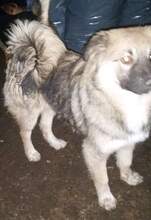 TEDDY, Hund, Mischlingshund in Rumänien - Bild 11