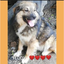 TEDDY, Hund, Mischlingshund in Rumänien - Bild 5