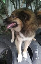 TEDDY, Hund, Mischlingshund in Rumänien - Bild 6