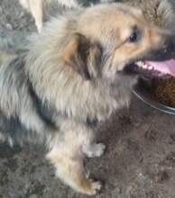 TEDDY, Hund, Mischlingshund in Rumänien - Bild 8