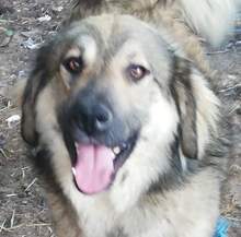 BOMMEL, Hund, Mischlingshund in Rumänien - Bild 1