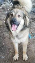 BOMMEL, Hund, Mischlingshund in Rumänien - Bild 2