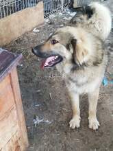 BOMMEL, Hund, Mischlingshund in Rumänien - Bild 3