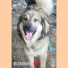 BOMMEL, Hund, Mischlingshund in Rumänien - Bild 4