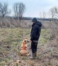 KUBA, Hund, Mischlingshund in Rumänien - Bild 4