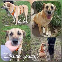 KUBA, Hund, Mischlingshund in Rumänien - Bild 5