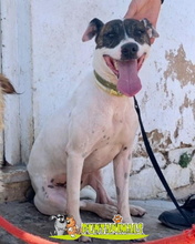 YANGO, Hund, Bodeguero Andaluz-Mix in Spanien - Bild 4