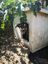 LEVIN, Hund, Mischlingshund in Rumänien