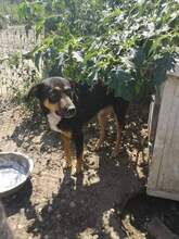 LEVIN, Hund, Mischlingshund in Rumänien - Bild 4