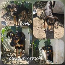 LEVIN, Hund, Mischlingshund in Rumänien - Bild 5