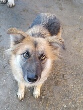 WHOOPIE, Hund, Mischlingshund in Rumänien - Bild 10