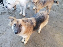 WHOOPIE, Hund, Mischlingshund in Rumänien - Bild 12