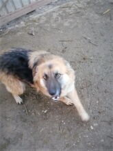 WHOOPIE, Hund, Mischlingshund in Rumänien - Bild 13