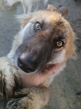 WHOOPIE, Hund, Mischlingshund in Rumänien - Bild 14