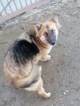 WHOOPIE, Hund, Mischlingshund in Rumänien - Bild 17