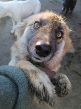 WHOOPIE, Hund, Mischlingshund in Rumänien - Bild 18