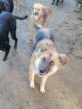 WHOOPIE, Hund, Mischlingshund in Rumänien - Bild 3