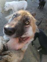 WHOOPIE, Hund, Mischlingshund in Rumänien - Bild 4