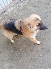 WHOOPIE, Hund, Mischlingshund in Rumänien - Bild 5