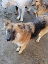 WHOOPIE, Hund, Mischlingshund in Rumänien - Bild 6