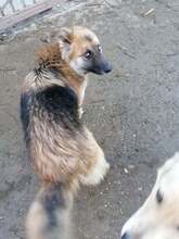 WHOOPIE, Hund, Mischlingshund in Rumänien - Bild 7