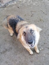 WHOOPIE, Hund, Mischlingshund in Rumänien - Bild 8