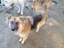 WHOOPIE, Hund, Mischlingshund in Rumänien - Bild 9