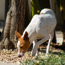 JUAN, Hund, Mischlingshund in Spanien - Bild 3