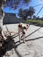 JUAN, Hund, Mischlingshund in Spanien - Bild 8
