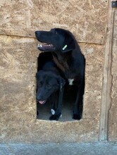 ALLY, Hund, Mischlingshund in Rumänien - Bild 6