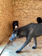 ALLY, Hund, Mischlingshund in Rumänien - Bild 7