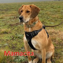 MAMACITA, Hund, Labrador-Mix in Walsrode - Bild 1