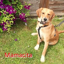 MAMACITA, Hund, Labrador-Mix in Walsrode - Bild 2