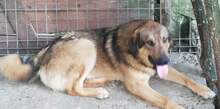 KLAUSI, Hund, Mischlingshund in Rumänien - Bild 1