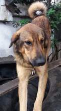 KLAUSI, Hund, Mischlingshund in Rumänien - Bild 3