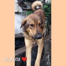 KLAUSI, Hund, Mischlingshund in Rumänien - Bild 5