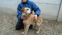 POCAK, Hund, Mischlingshund in Ungarn - Bild 1