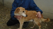 POCAK, Hund, Mischlingshund in Ungarn - Bild 3