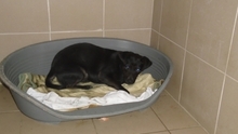 FULMINA, Hund, Mischlingshund in Ungarn - Bild 3
