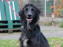 OSMAN, Hund, Windhund-Mix in Hamburg - Bild 1