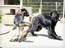 OSMAN, Hund, Windhund-Mix in Hamburg - Bild 5