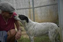 BERTA, Hund, Mischlingshund in Ungarn - Bild 1