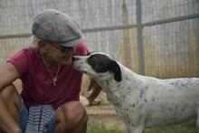 BERTA, Hund, Mischlingshund in Ungarn - Bild 2