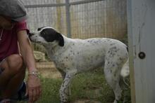 BERTA, Hund, Mischlingshund in Ungarn - Bild 3