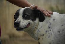 BERTA, Hund, Mischlingshund in Ungarn - Bild 4