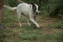 BERTA, Hund, Mischlingshund in Ungarn - Bild 5