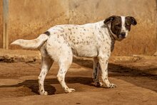 BERTA, Hund, Mischlingshund in Ungarn - Bild 6